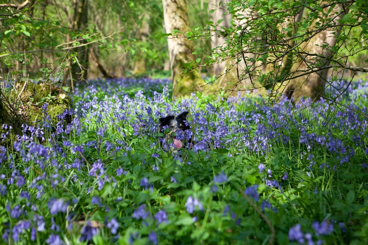Comparing Four British Woodlands in Spring: Bluebell, Birch, Oak and Pine